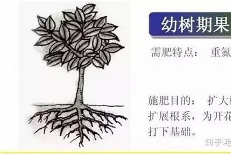 磷肥烧根吗