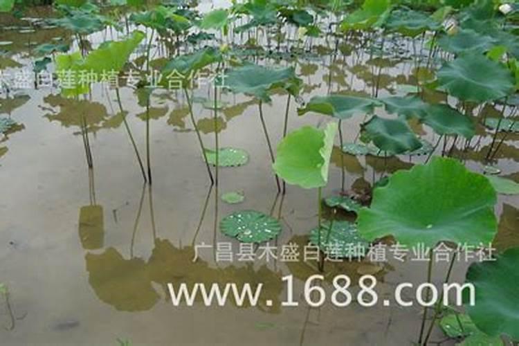 硅肥的主要作用有哪些？