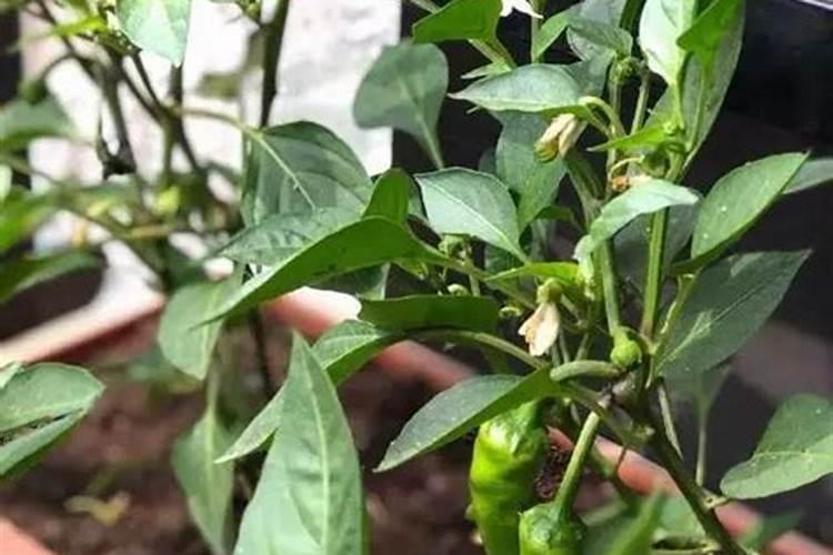 辣椒高产施肥的正确方法(辣样施肥有哪些规律和技巧)