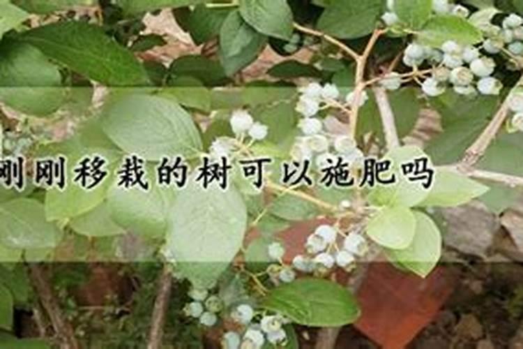 大树移栽后多久施肥 移栽后多久给大树施肥？