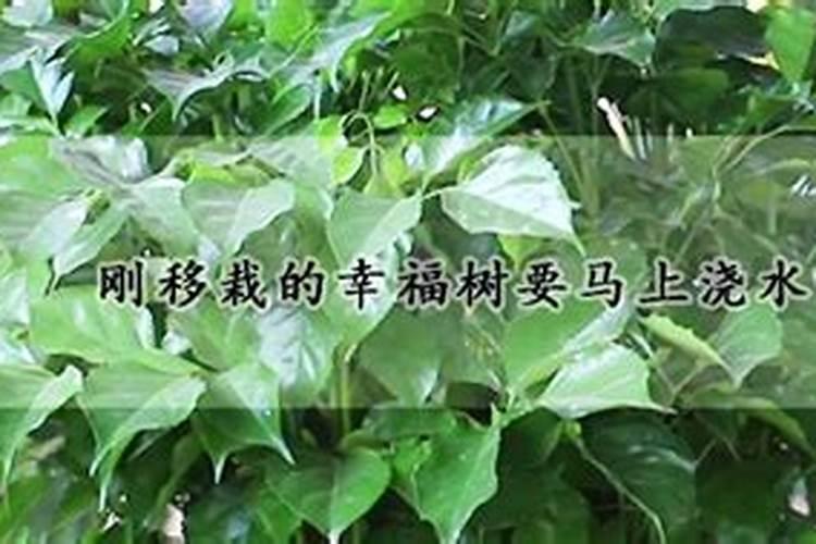 一米小柏树移栽后怎么施肥