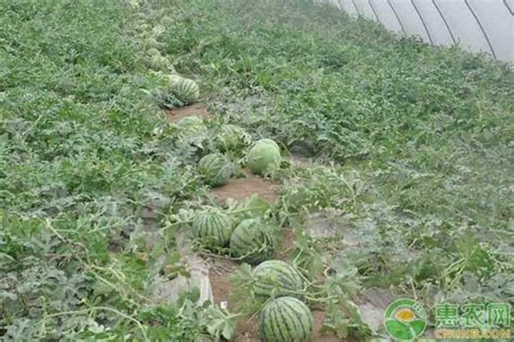 水溶肥和特肥有什么区别啊？