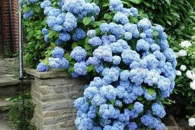 哪些耐阴植物可以养在室内呢？哪些植物没有阳光也能活呢？