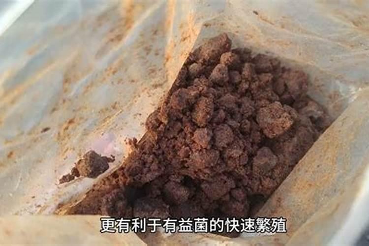 黄皮果树苗什么时间段可以种