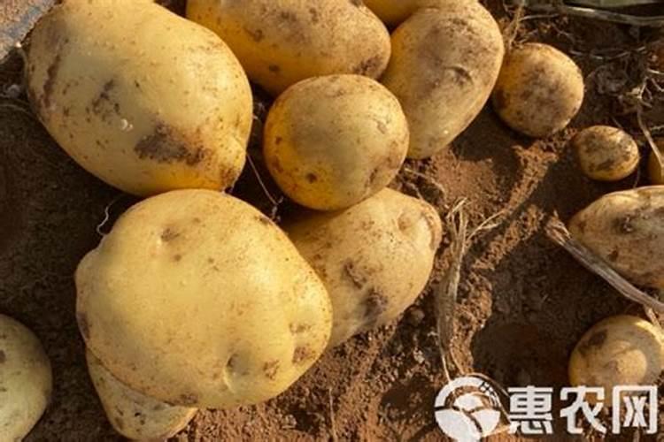 土豆施什么肥好