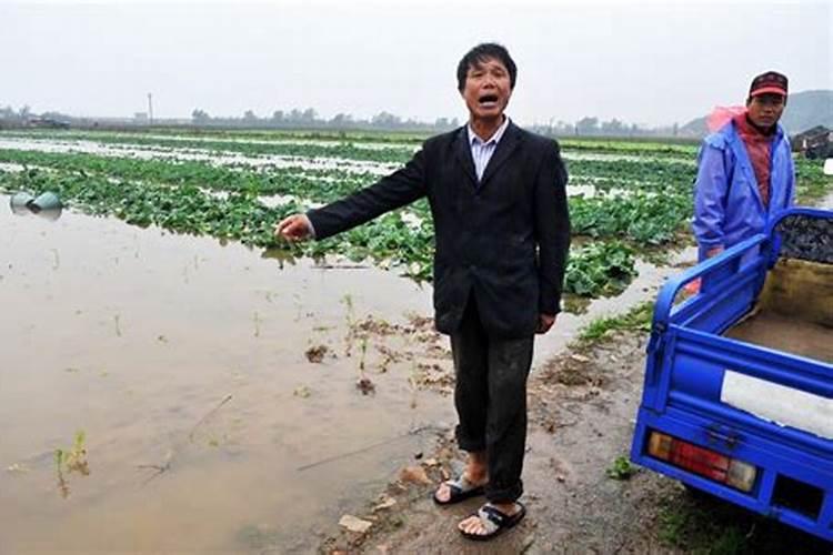 下雨前一天可以给辣椒打叶面肥吗？