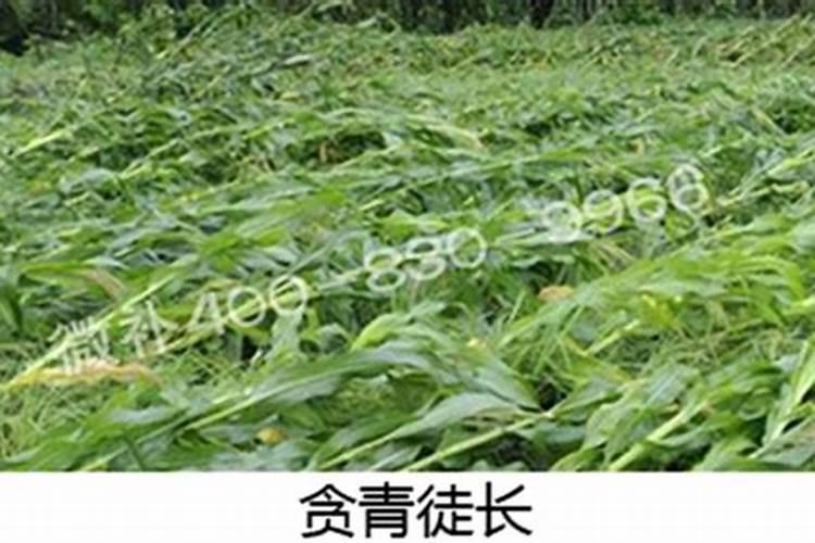 绿植施肥用什么肥料最好 给绿植施4种肥长得好
