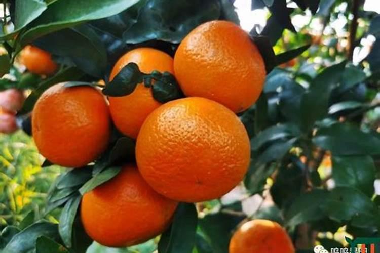 沃柑果树开花时干旱天气久了可以直接淋肥吗？