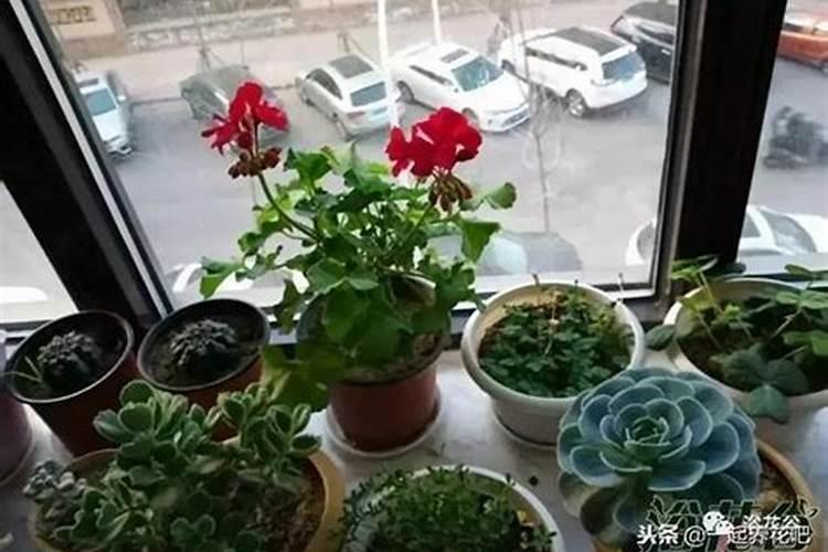 长寿花施什么肥好,长寿花施氮磷钾肥料最好