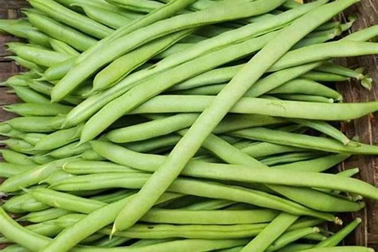 四季豆用什么肥料