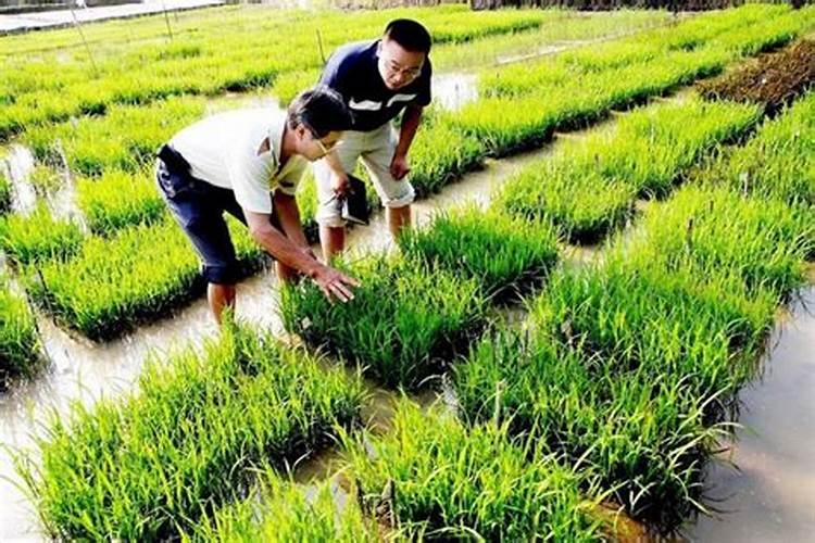 水稻钾肥什么时候施