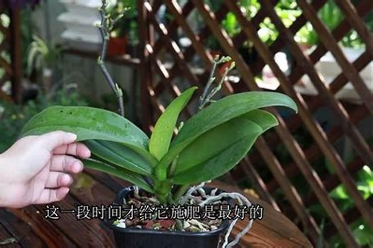 蝴蝶兰喜肥吗 喜欢施什么肥料