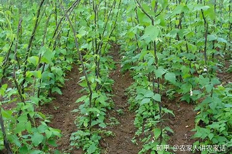 什么是黄腐酸钾,在植物生长中其到什么做用？
