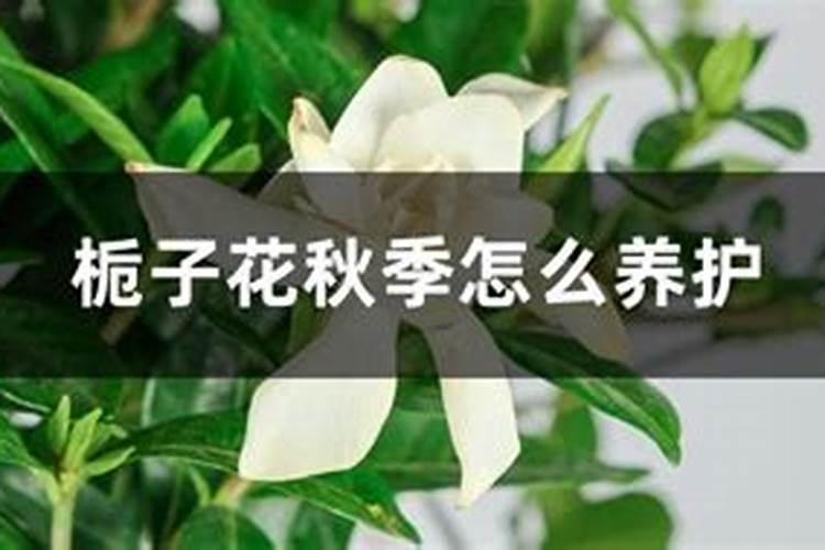 栀子花秋季如何施肥