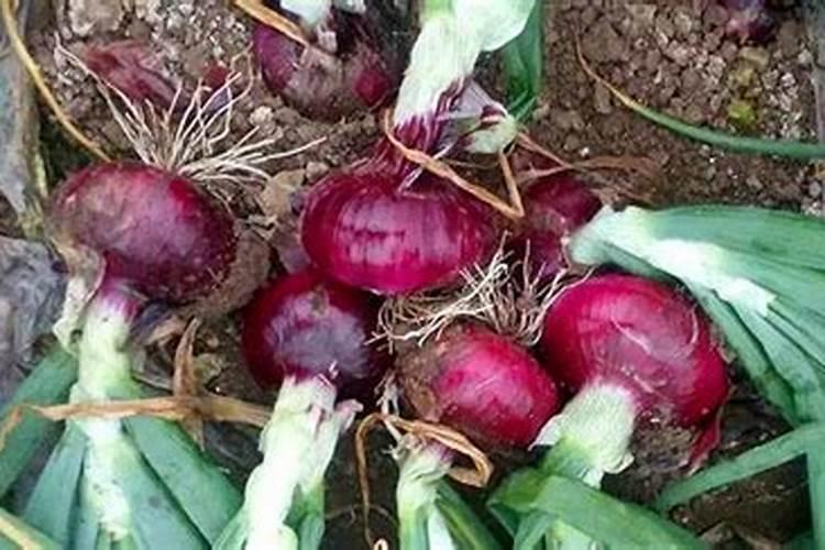 苦菊种植要点和注意事项 苦菊施肥方法总结