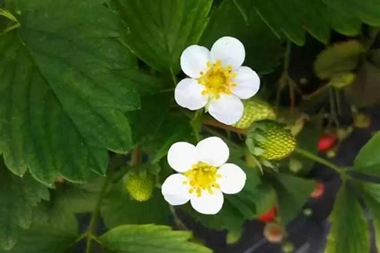 盆栽草莓怎样施肥 需要注意什么