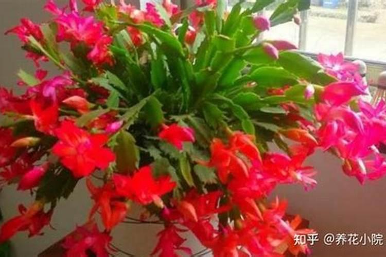 蟹爪兰什么时候施肥施什么肥好