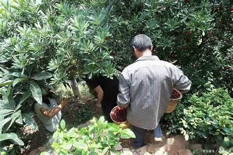磷酸二氢钾在小麦种植上,什么时候使用最好？
