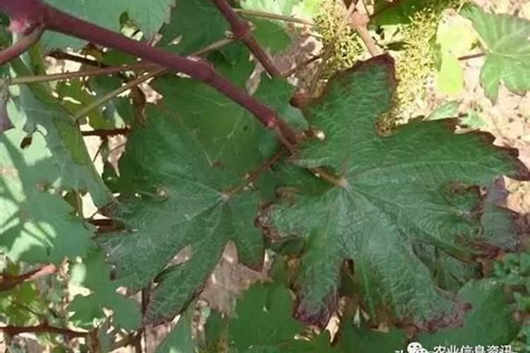 葡萄种植如何施肥？