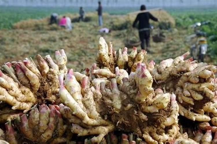 想在网上买农资,有什么有保障的网站推荐吗？