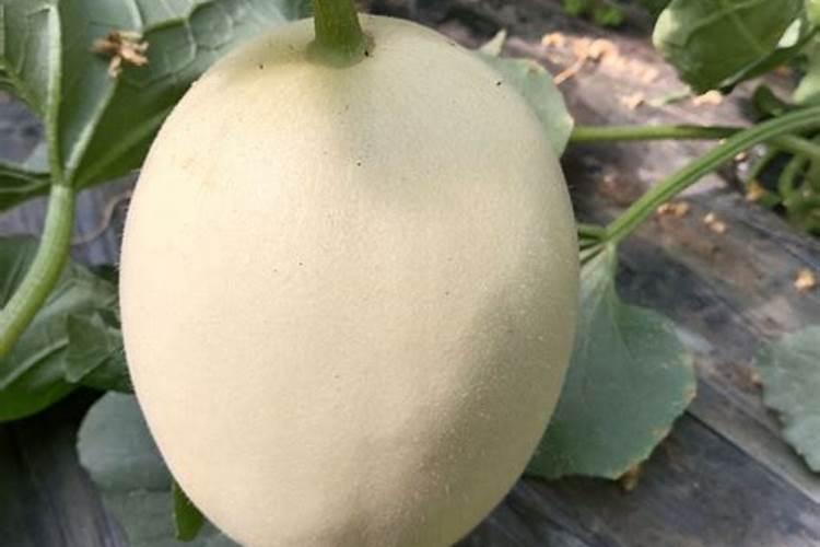 苦菊怎么种植方法