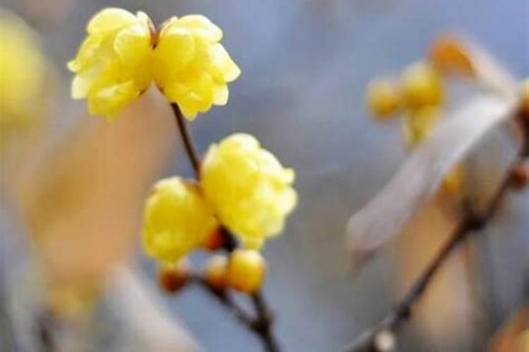 如何种植腊梅,什么时候种？
