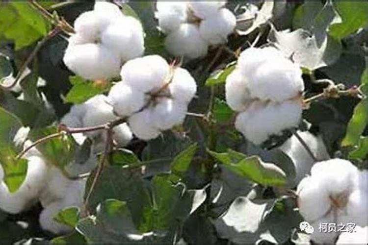 棉花在什么时候施肥