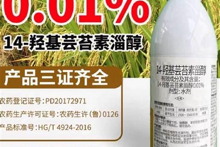 24一表芸苔素内酯作用