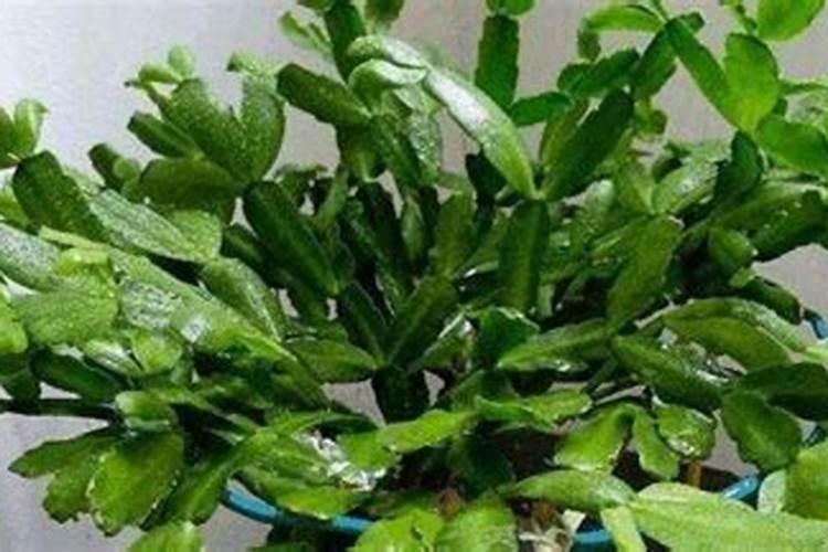 蟹爪兰花芽分化期如何养护开花更整齐