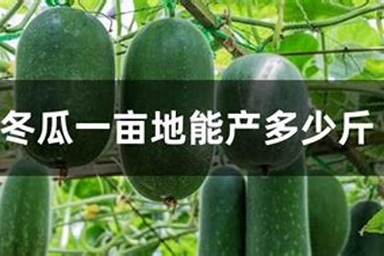 棉花育苗期三害预防措施有哪些 棉花种植方法