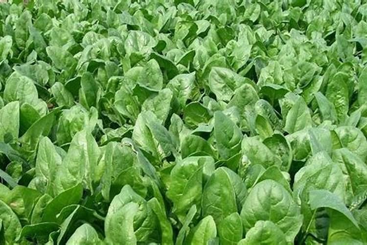 大白菜的肥料需求大,大白菜要增施钾肥吗？