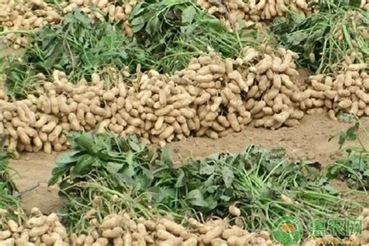 花生喷施硼肥最佳时间 使用注意事项有哪些