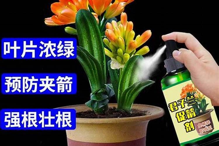 君子兰怎么施液体肥