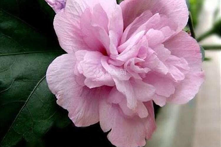 木槿花如何施肥那种肥料最好