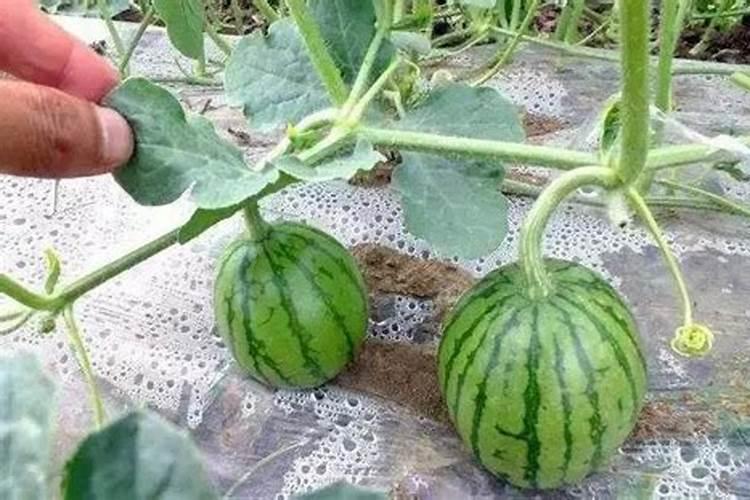 不开花缺什么肥料
