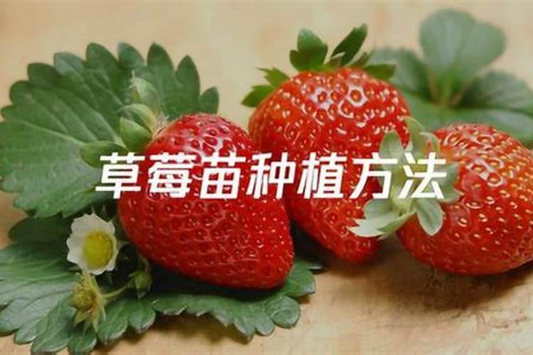 控释肥的使用方法