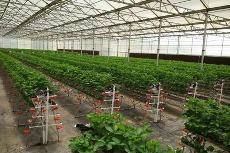控释肥可以当追肥用吗