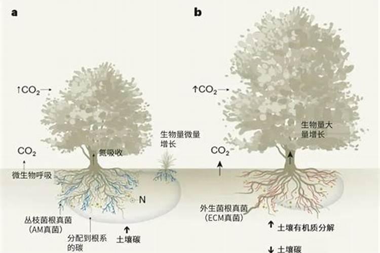 红牛钾肥怎么辨别真假