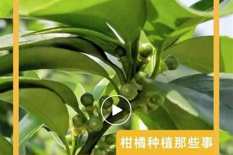 含镁的肥料有哪些