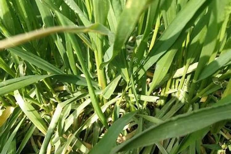 小麦硼肥的最佳使用时期