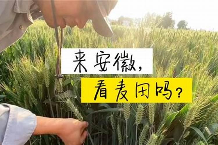 想要小麦高产有哪些种植小技巧？需要给小麦施硼肥吗？