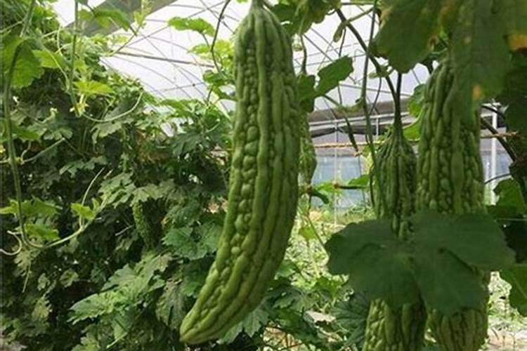 苦瓜结果了需要施什么肥