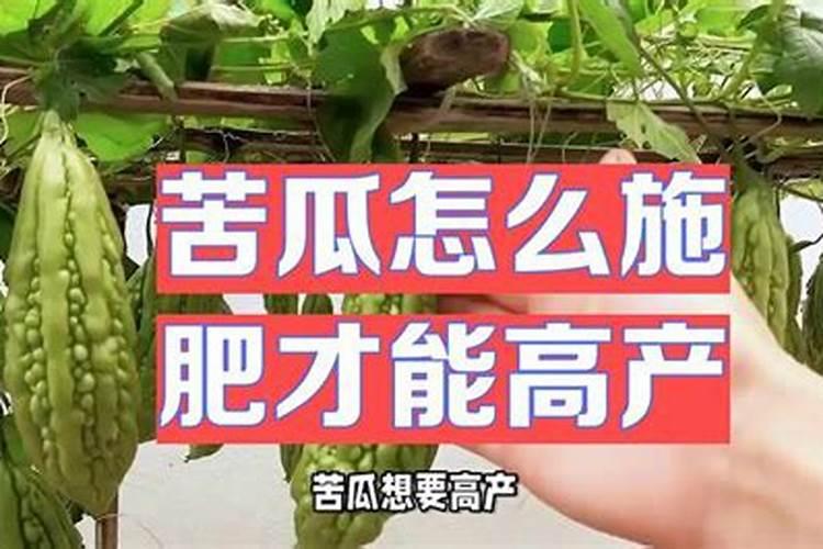 苦瓜盛果期如何管理 苦瓜高产养护方法