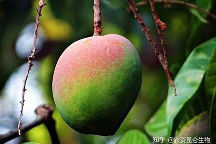 芒果树多久施肥一次 最佳施肥时间是几月份
