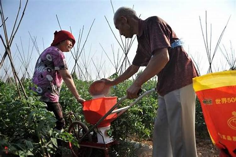 花生施什么肥才能高产什么时候施肥好