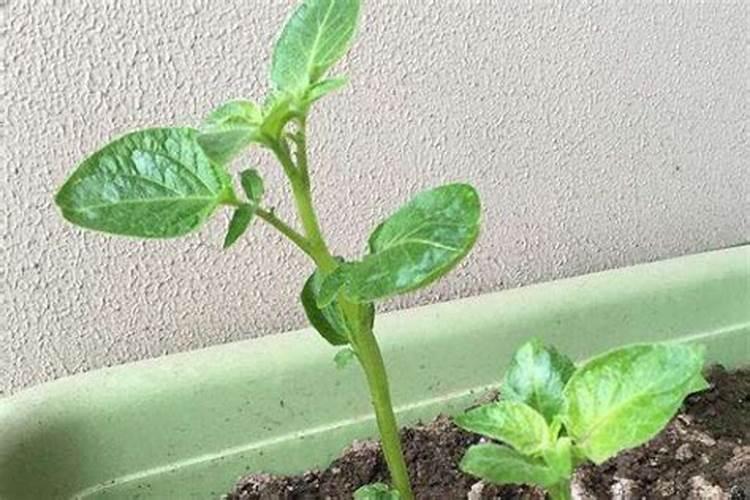 土豆苗冻了怎么补救