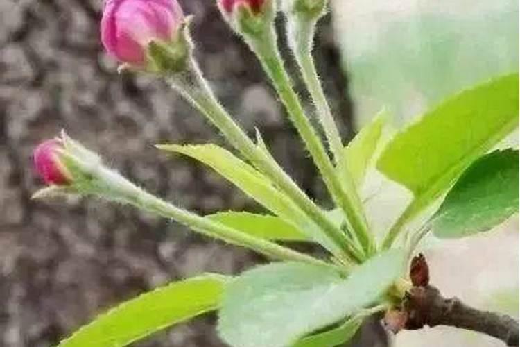 苹果树种了四年不开花