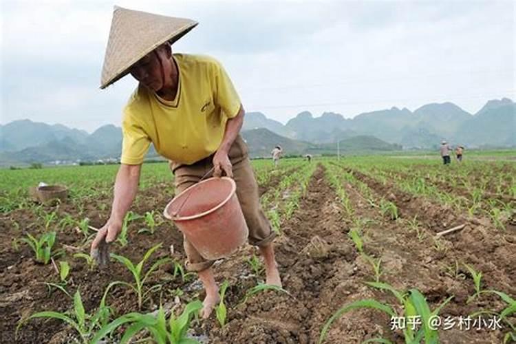 磷肥好还是尿素好 化肥和尿素哪个好