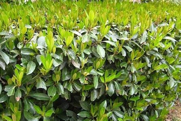 正月种植法国冬青的养殖方法