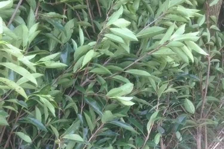 法国冬青种植方法(法国冬青移栽注意)